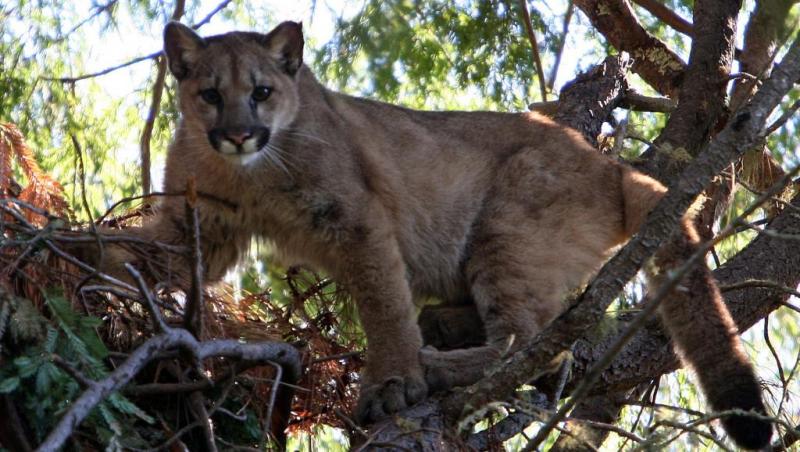 Photo 2 from FELIDAE CONSERVATION FUND